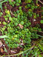 Image de Hydrocotyle exigua (Urb.) Malme