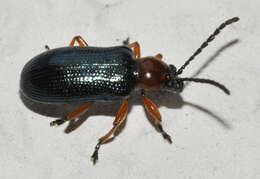 Image of Cereal leaf beetle