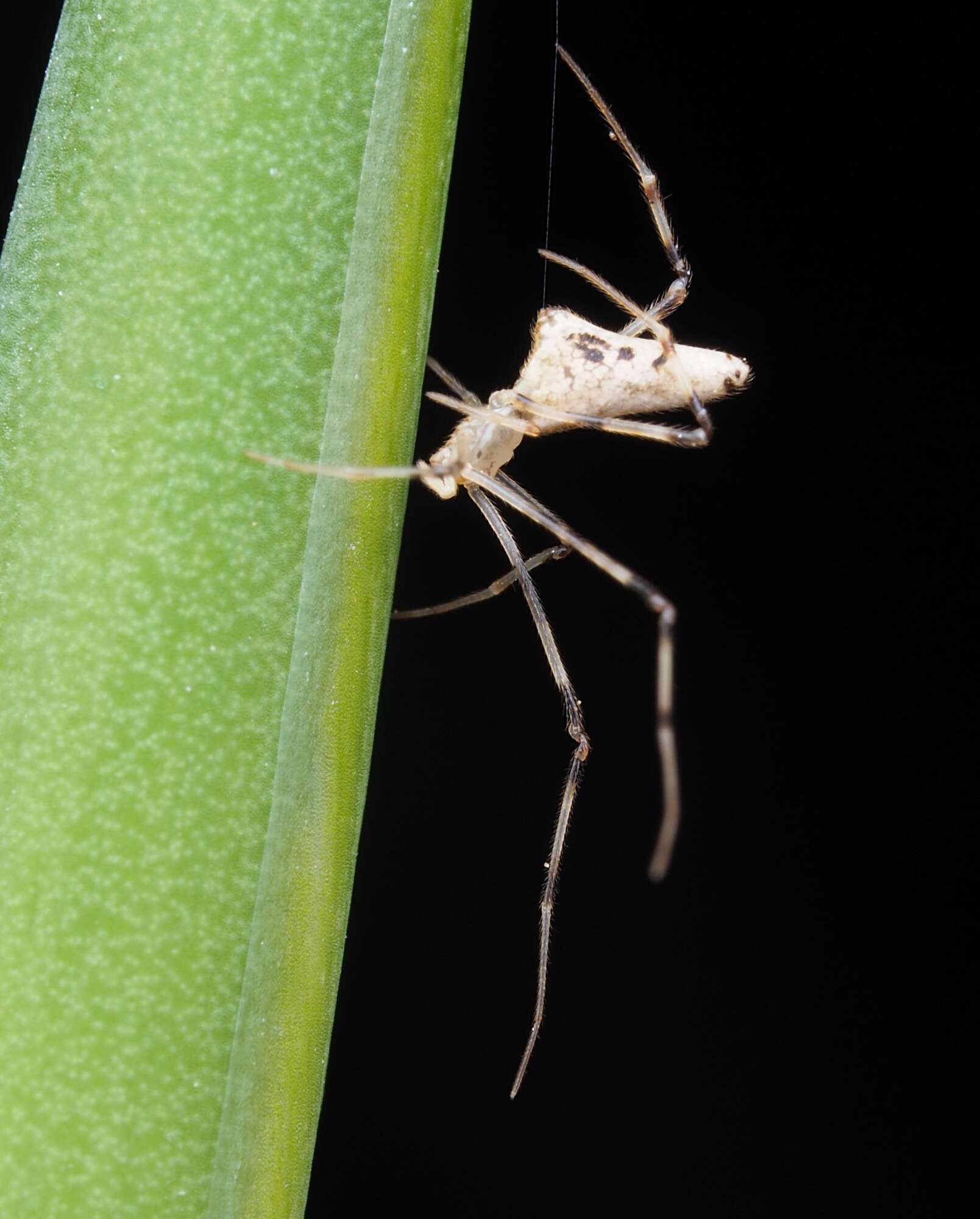 Image of Rhomphaea urquharti (Bryant 1933)