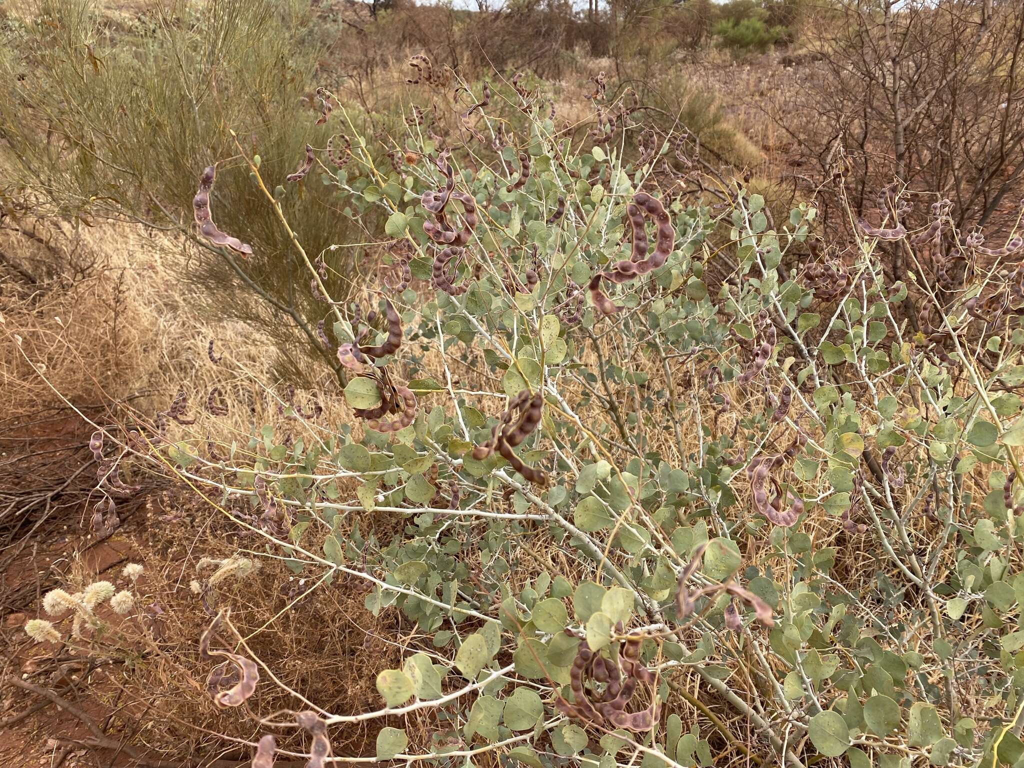 Image of Acacia pyrifolia DC.