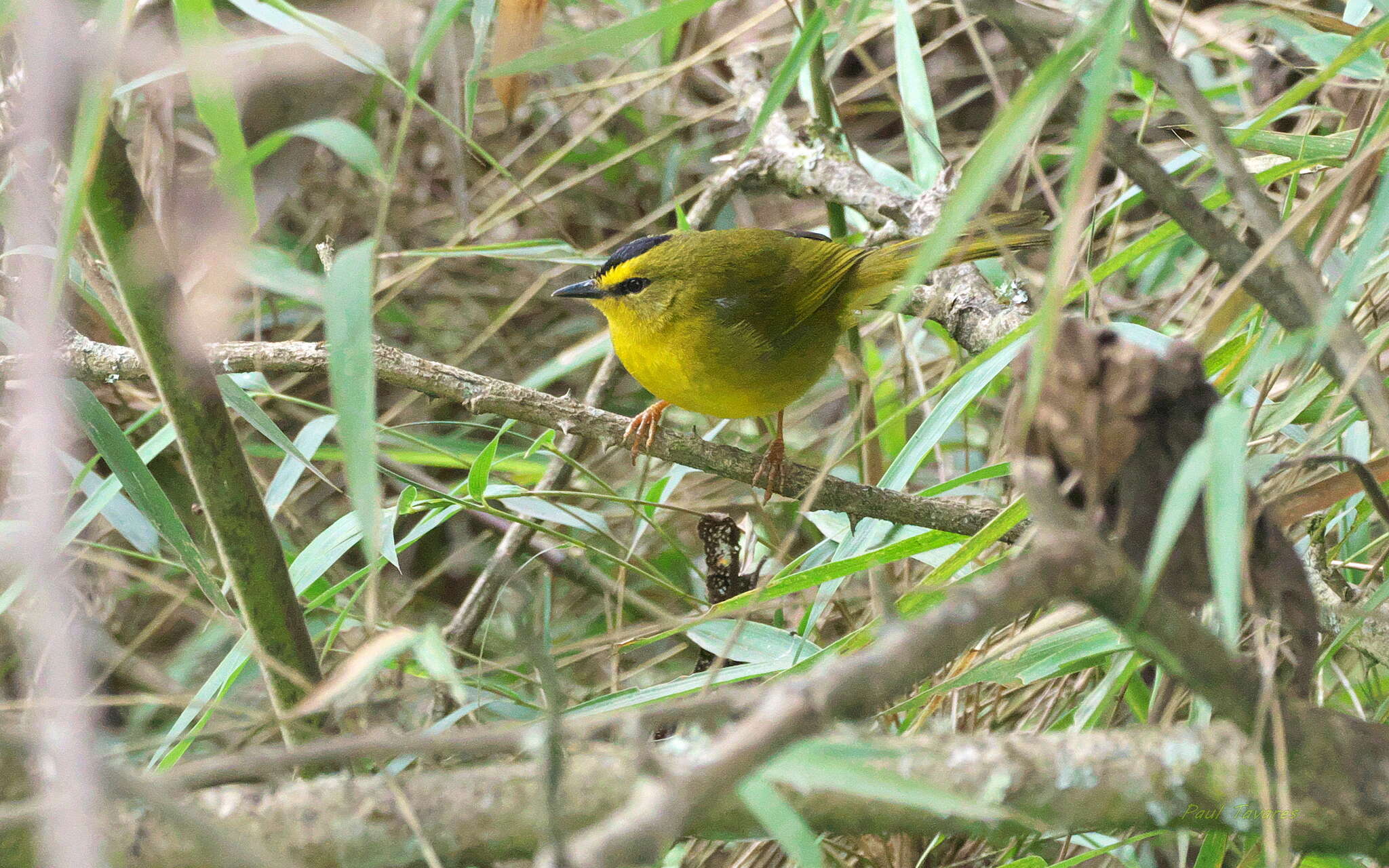 Image of Black-crested Warbler