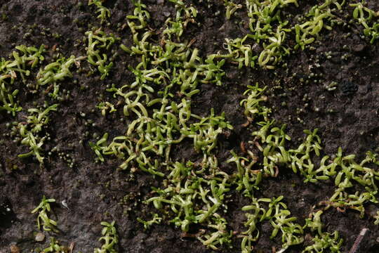 Image of winged water-starwort