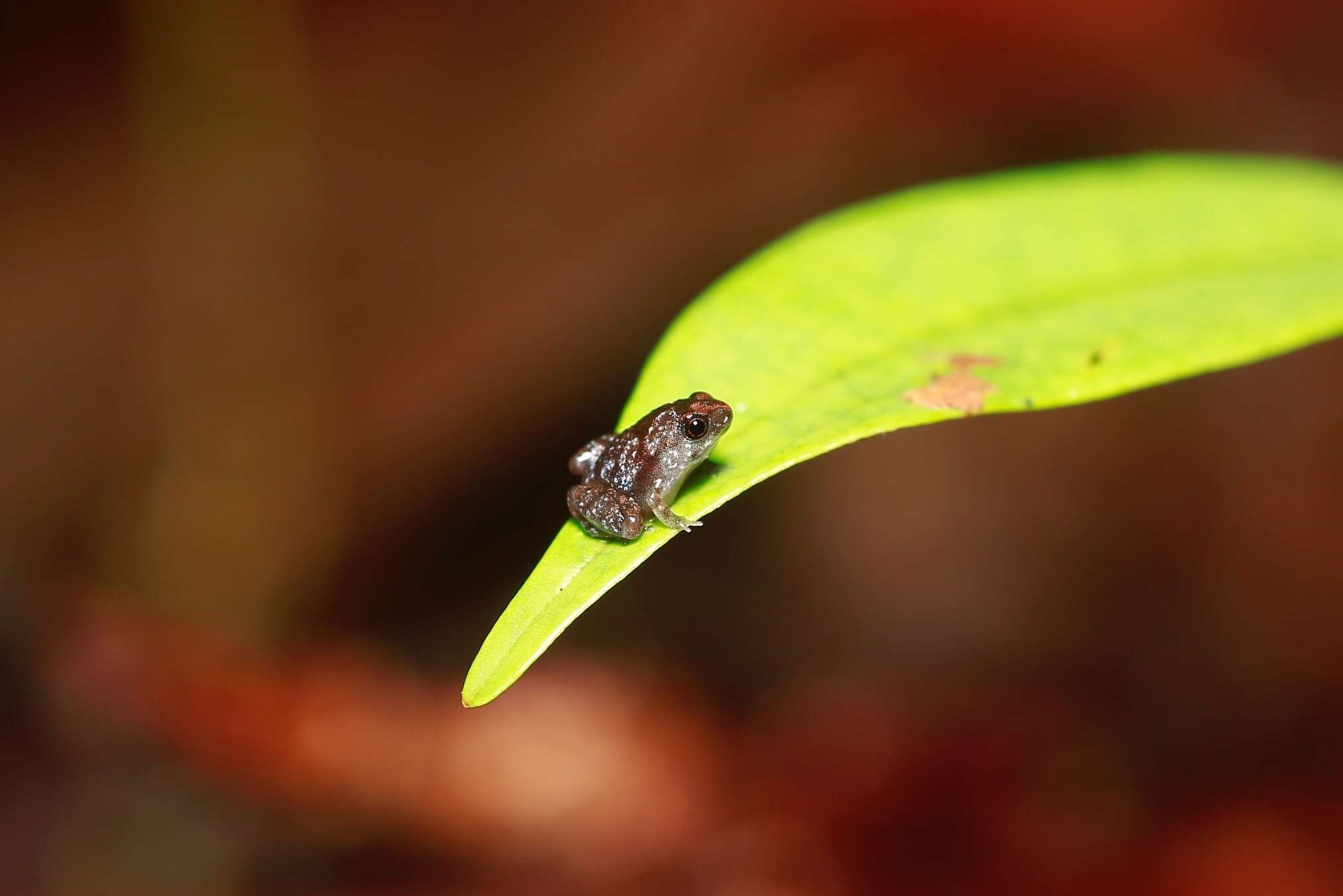 Image of Bornean Chorus Frog