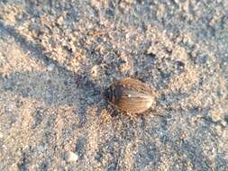 Image of Grooved Diving Beetle