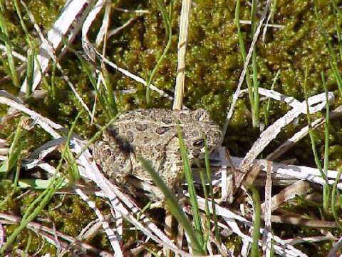 Image of Baxter's Toad