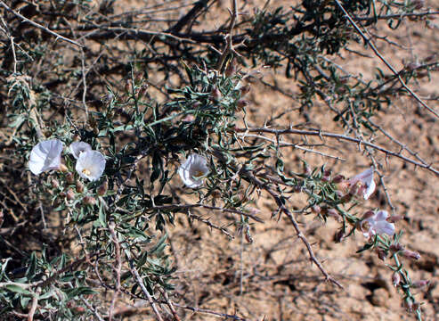 Image of Convolvulus fruticosus Pall.