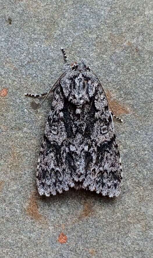 Image of Impressed Dagger Moth