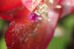 Plancia ëd Schlumbergera truncata (Haw.) Moran