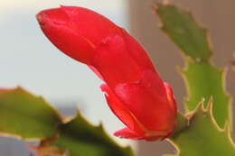 Plancia ëd Schlumbergera truncata (Haw.) Moran