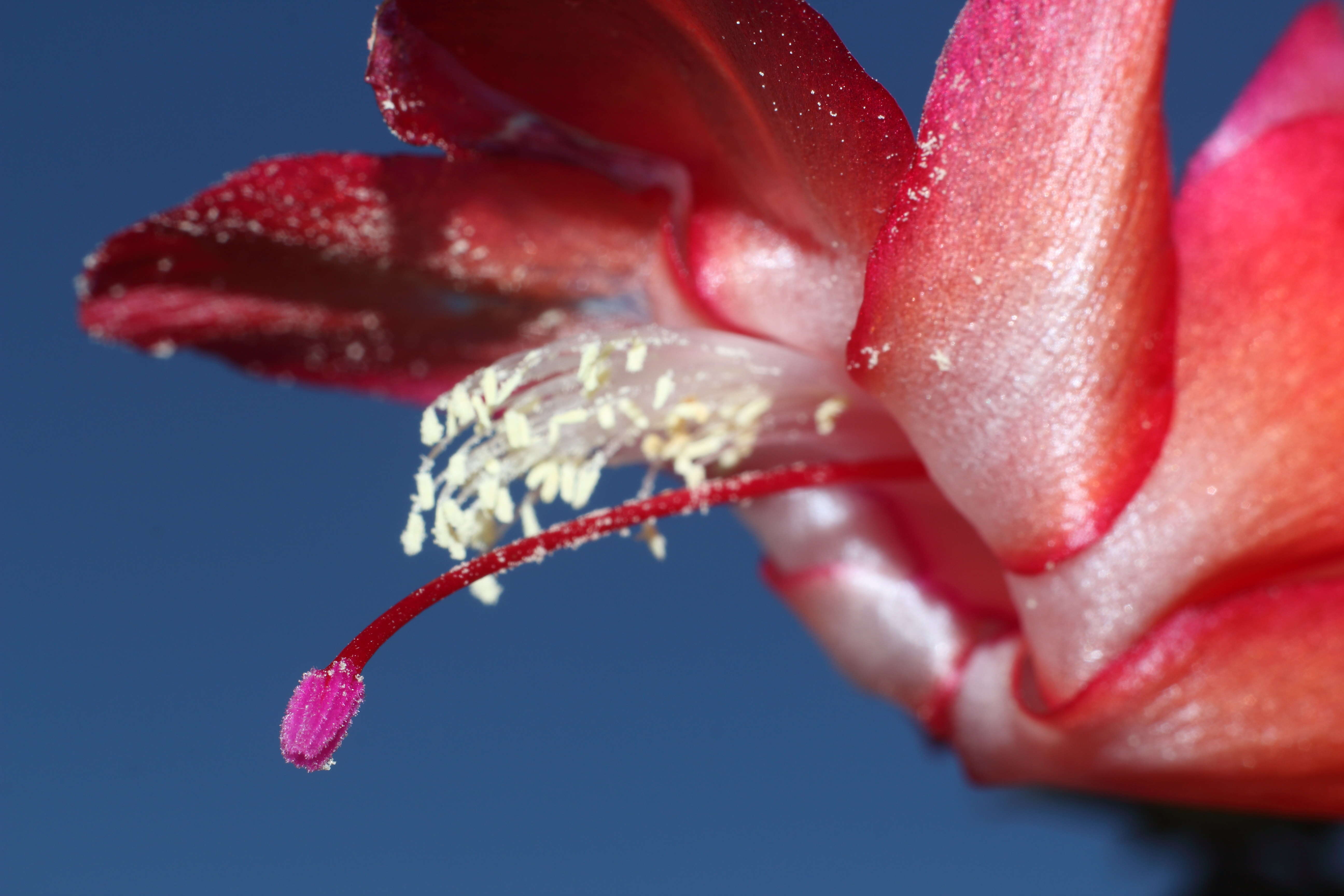 Plancia ëd Schlumbergera truncata (Haw.) Moran