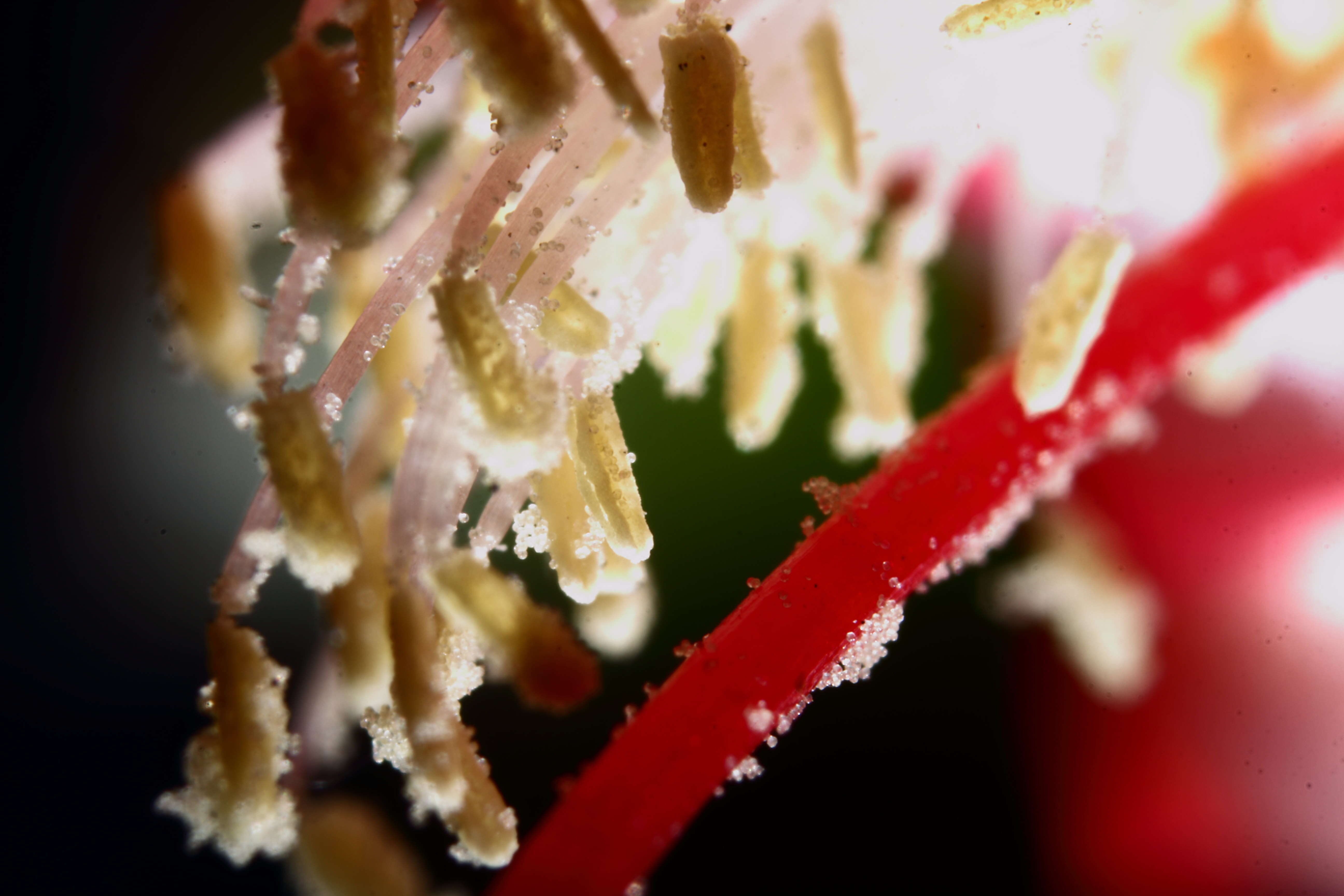 Image of false Christmas cactus