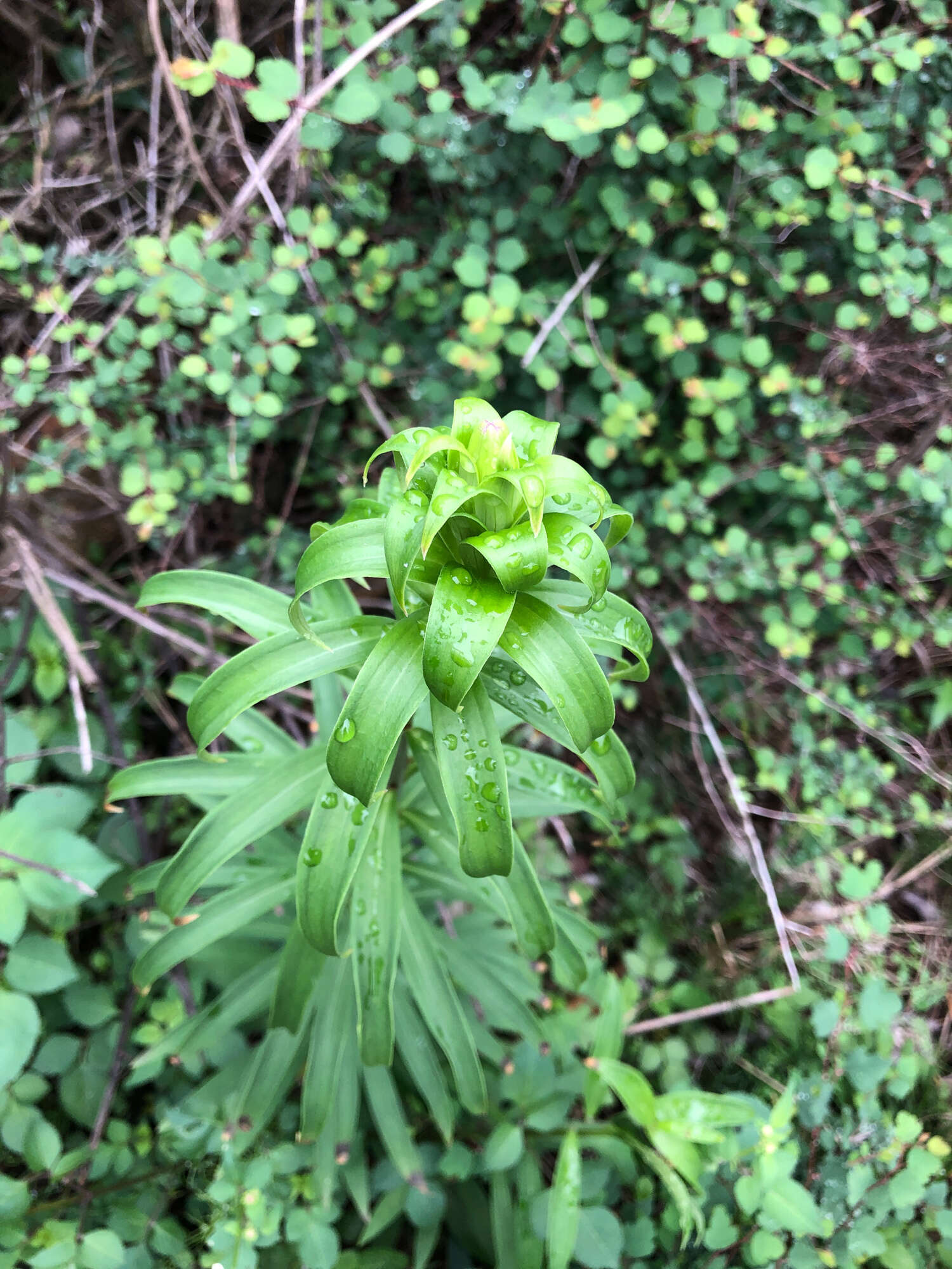 Image of Chinese Lily