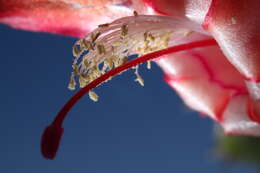 Plancia ëd Schlumbergera truncata (Haw.) Moran