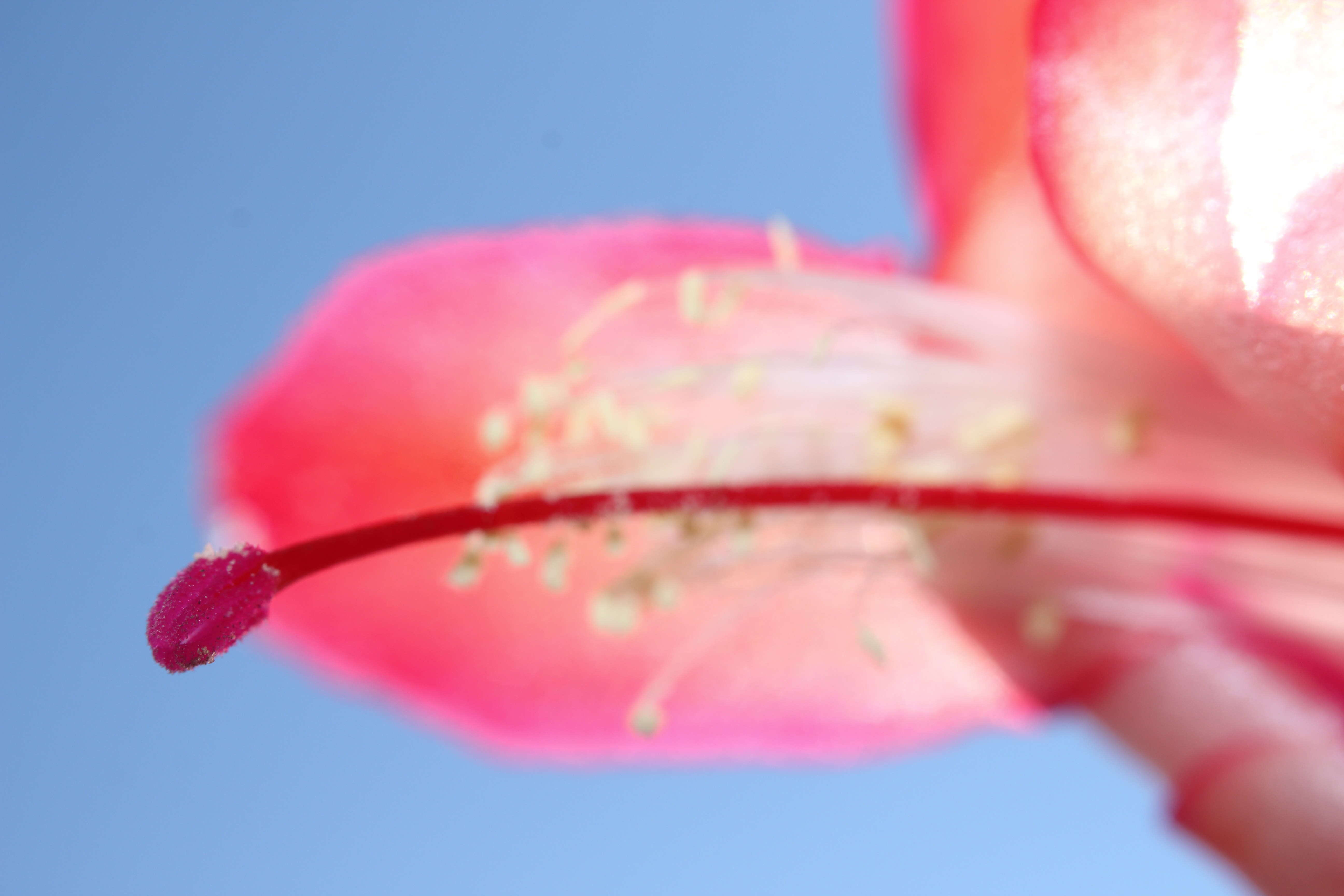 Plancia ëd Schlumbergera truncata (Haw.) Moran