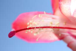 Plancia ëd Schlumbergera truncata (Haw.) Moran