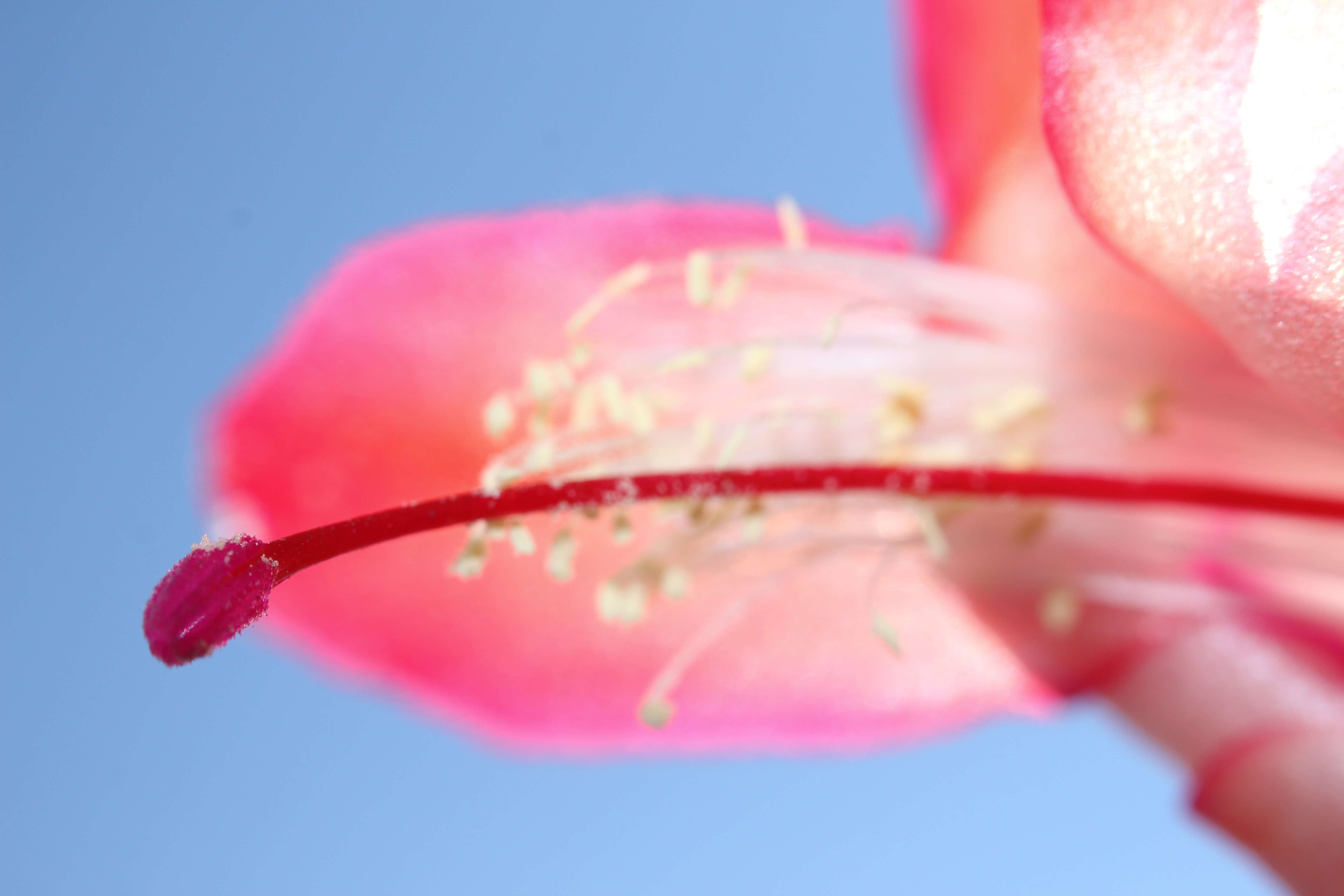 Plancia ëd Schlumbergera truncata (Haw.) Moran