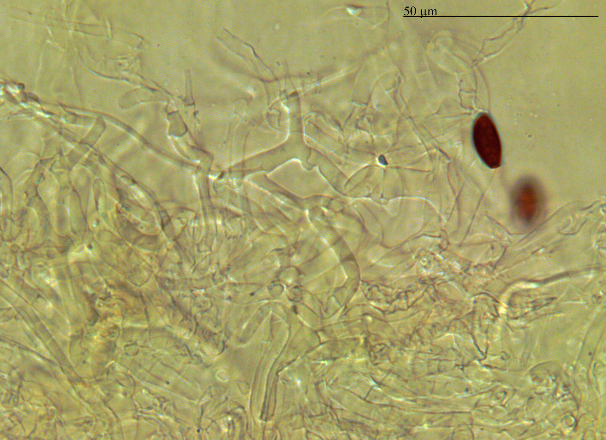 Plancia ëd Coprinopsis pseudomarcescibilis Heykoop, G. Moreno & P. Alvarado 2017