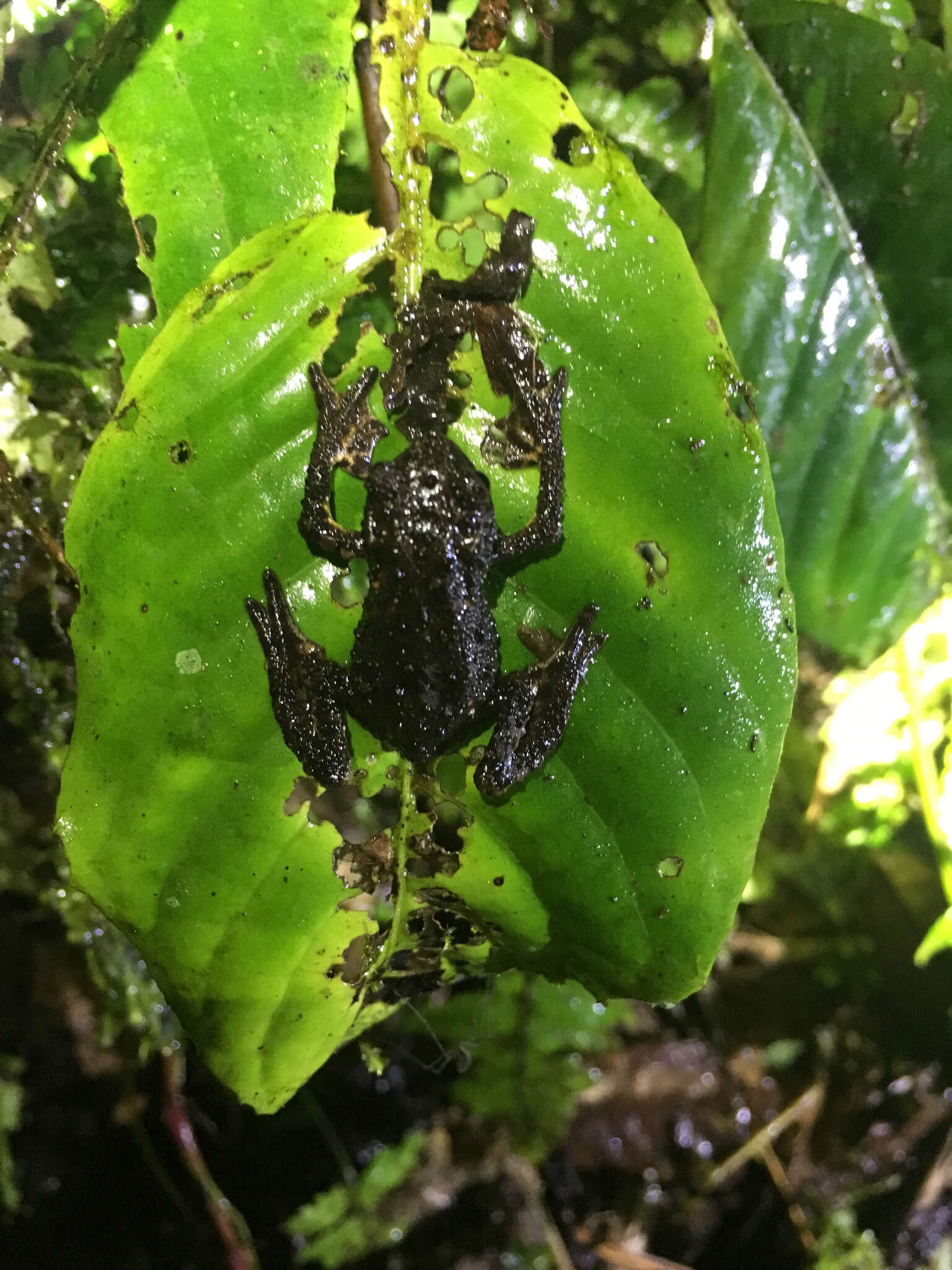 Image of Guacamayo Plump Toad