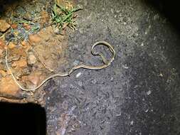 Image of Cape Sand Snake