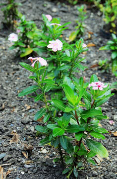 Image of Madagascar periwinkle