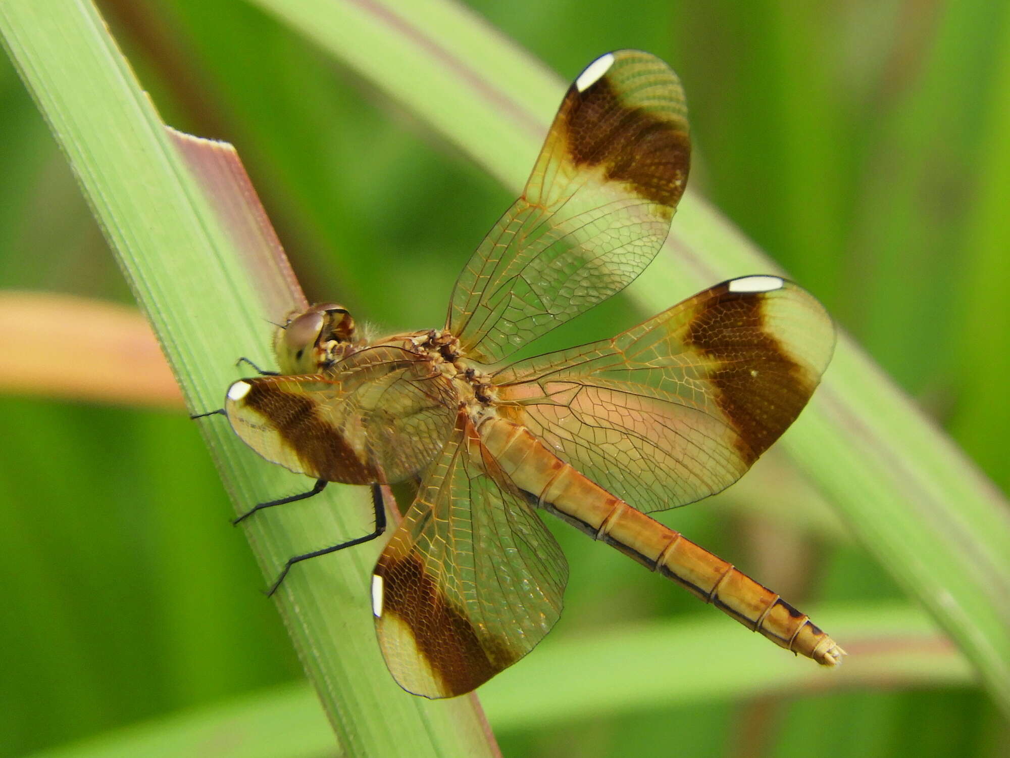 Image of Banded Darter