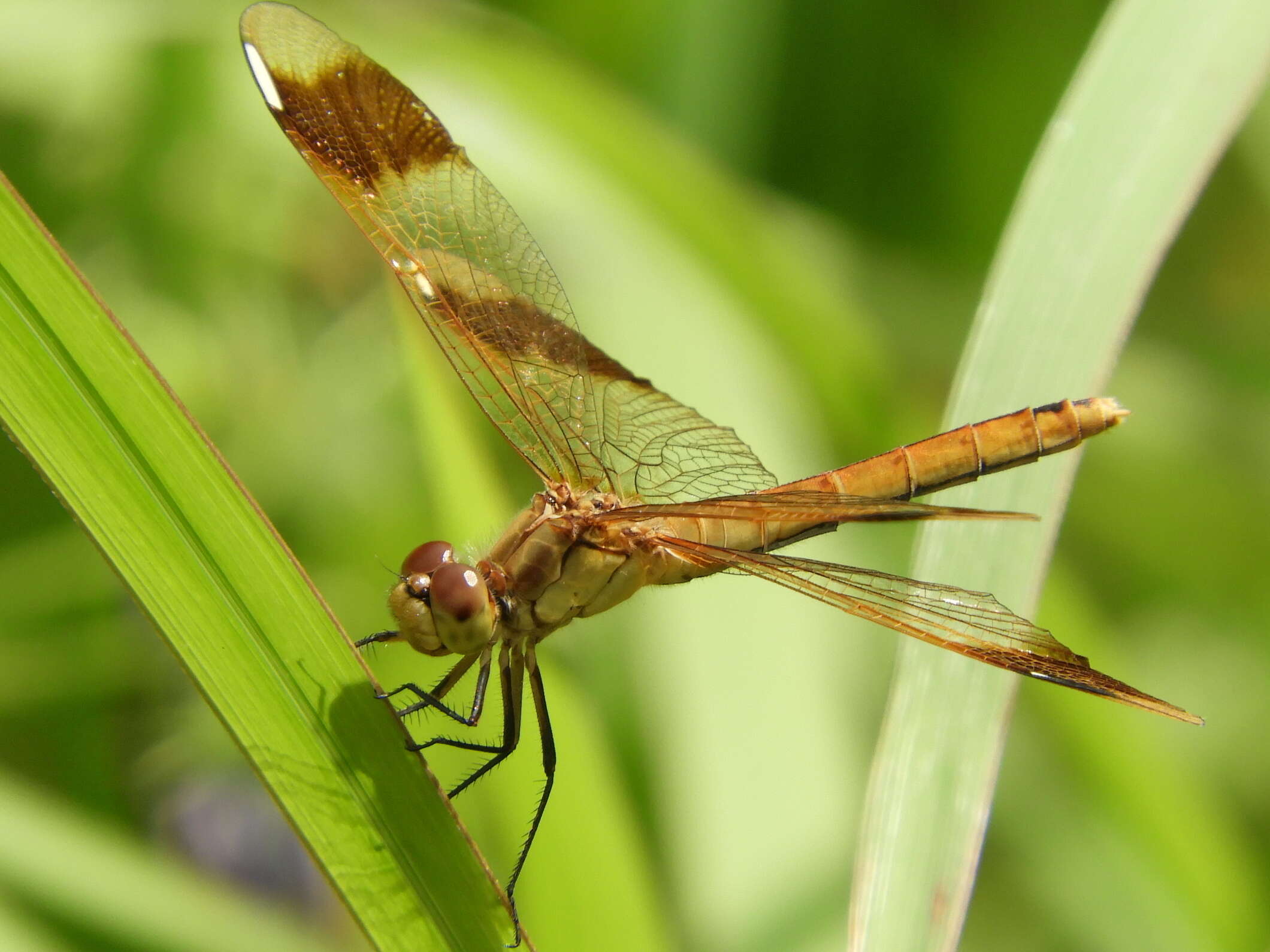 Image of Banded Darter