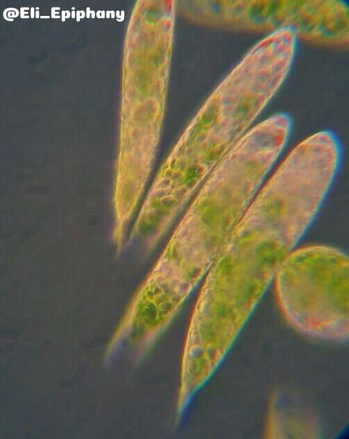 Imagem de Euglena polymorpha