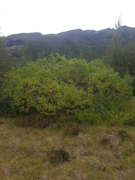 Image of tea-leaved willow