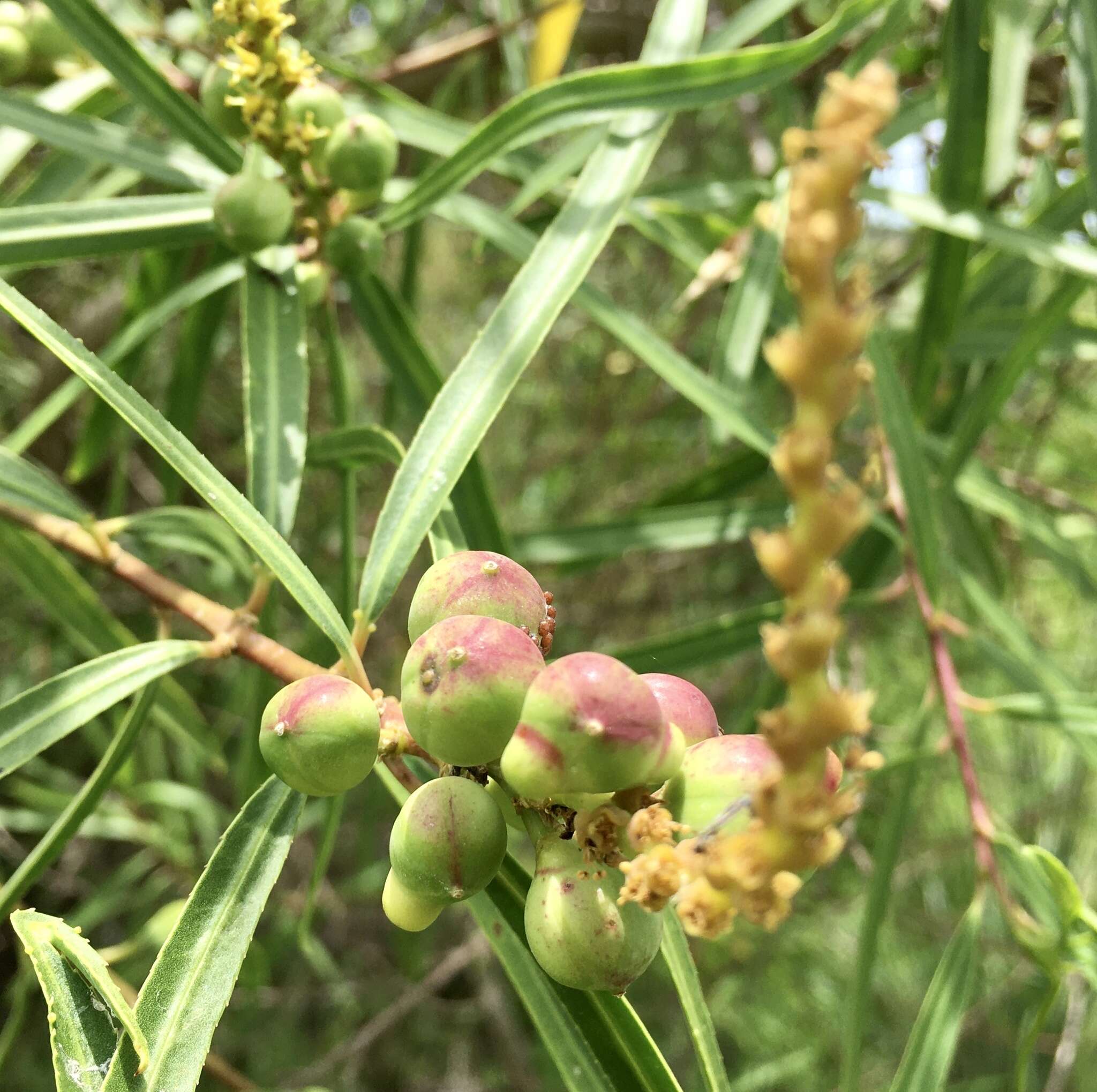 Image of Sapium haematospermum Müll. Arg.