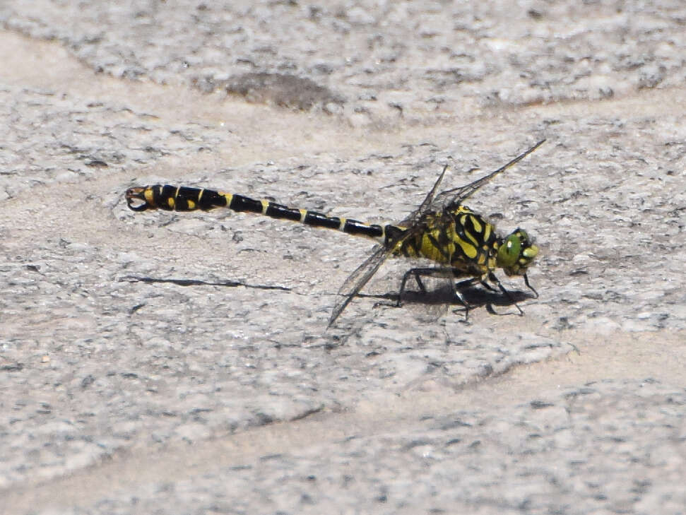 Imagem de Onychogomphus forcipatus (Linnaeus 1758)