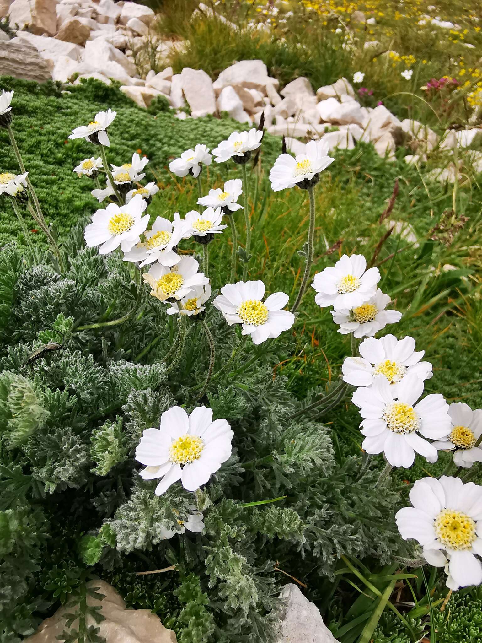 Слика од Achillea barrelieri (Ten.) Sch. Bip.