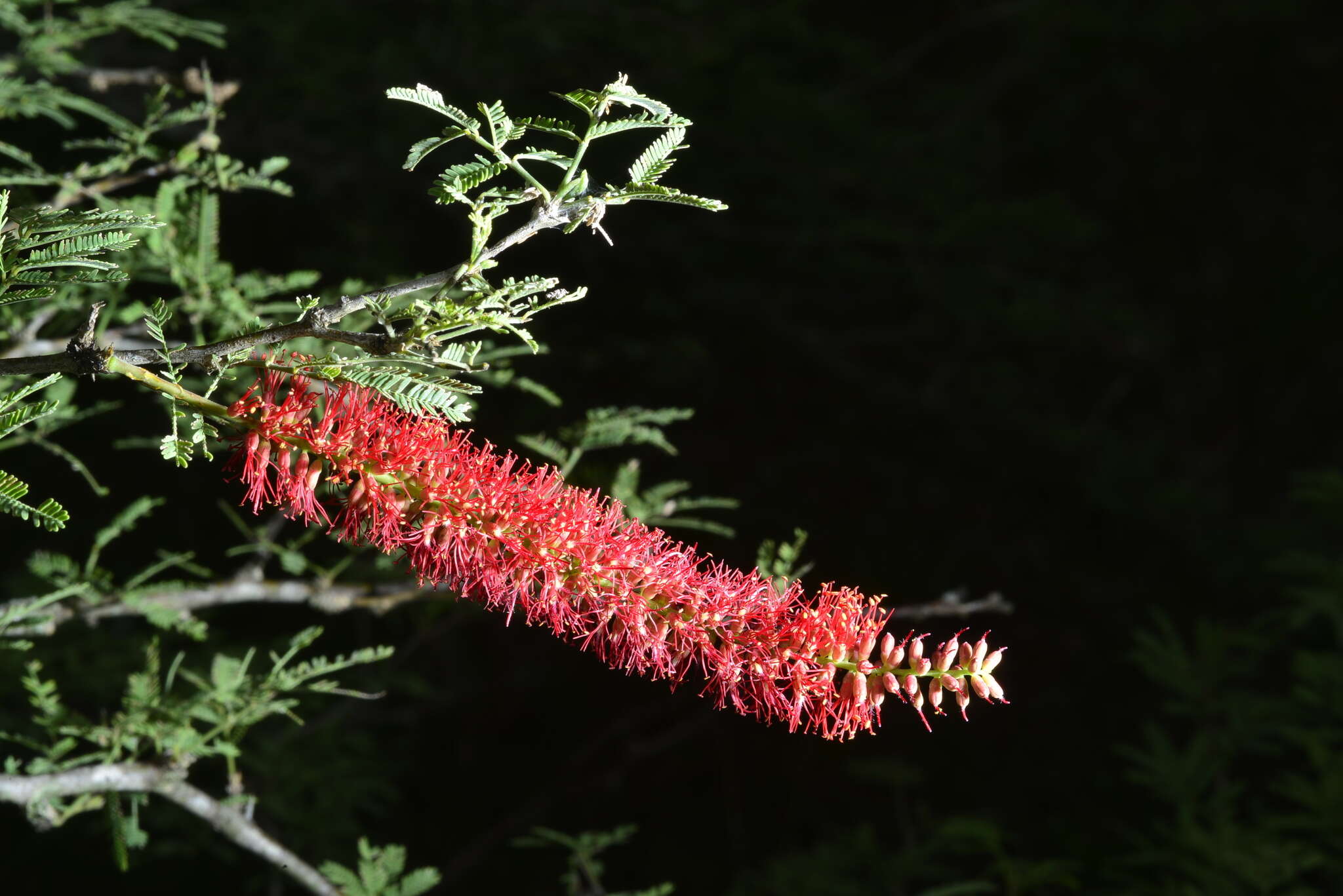 Image of Prosopis rubriflora Hassl.