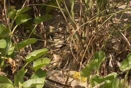 Image of Six-lined Racerunner