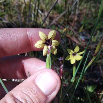 Image of Sisyrinchium conzattii Calderón & Rzed.