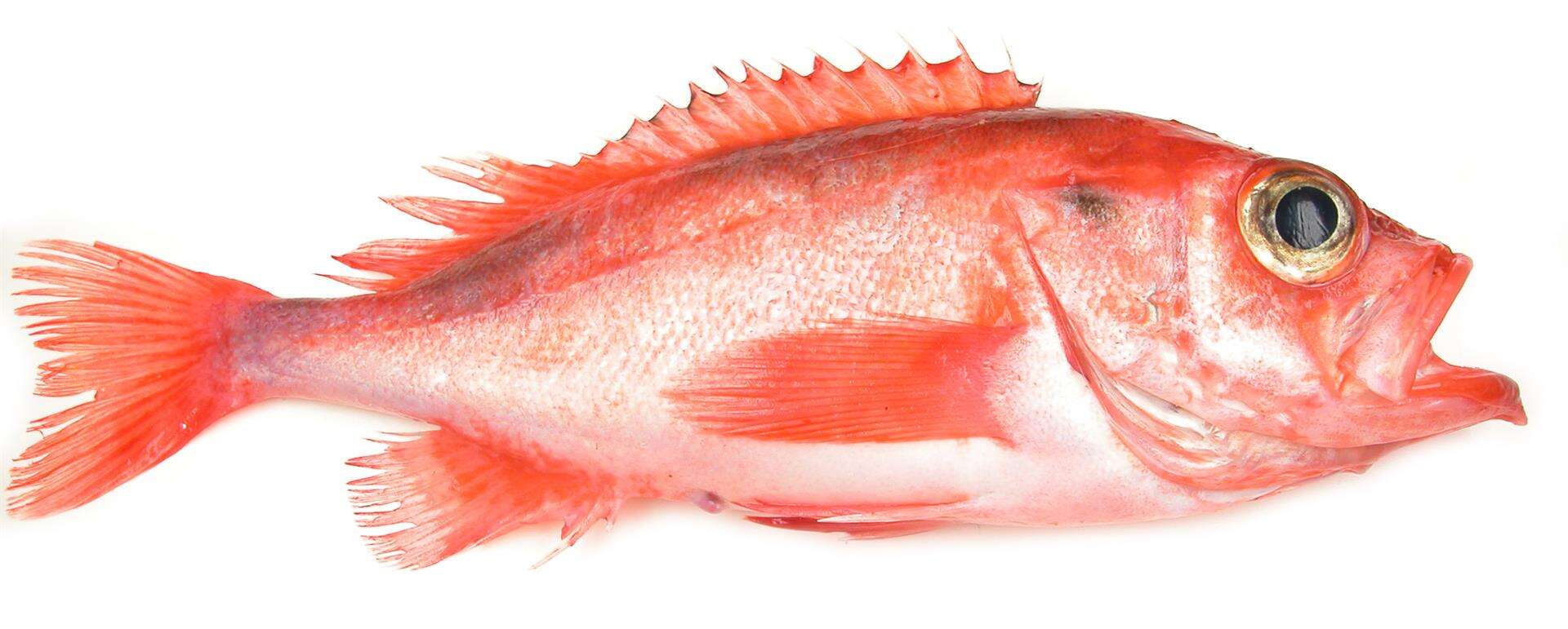 Image of Atlantic Ocean Perch