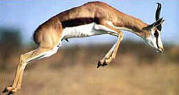 Image of Springbok