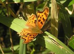 Image of Satyr Comma