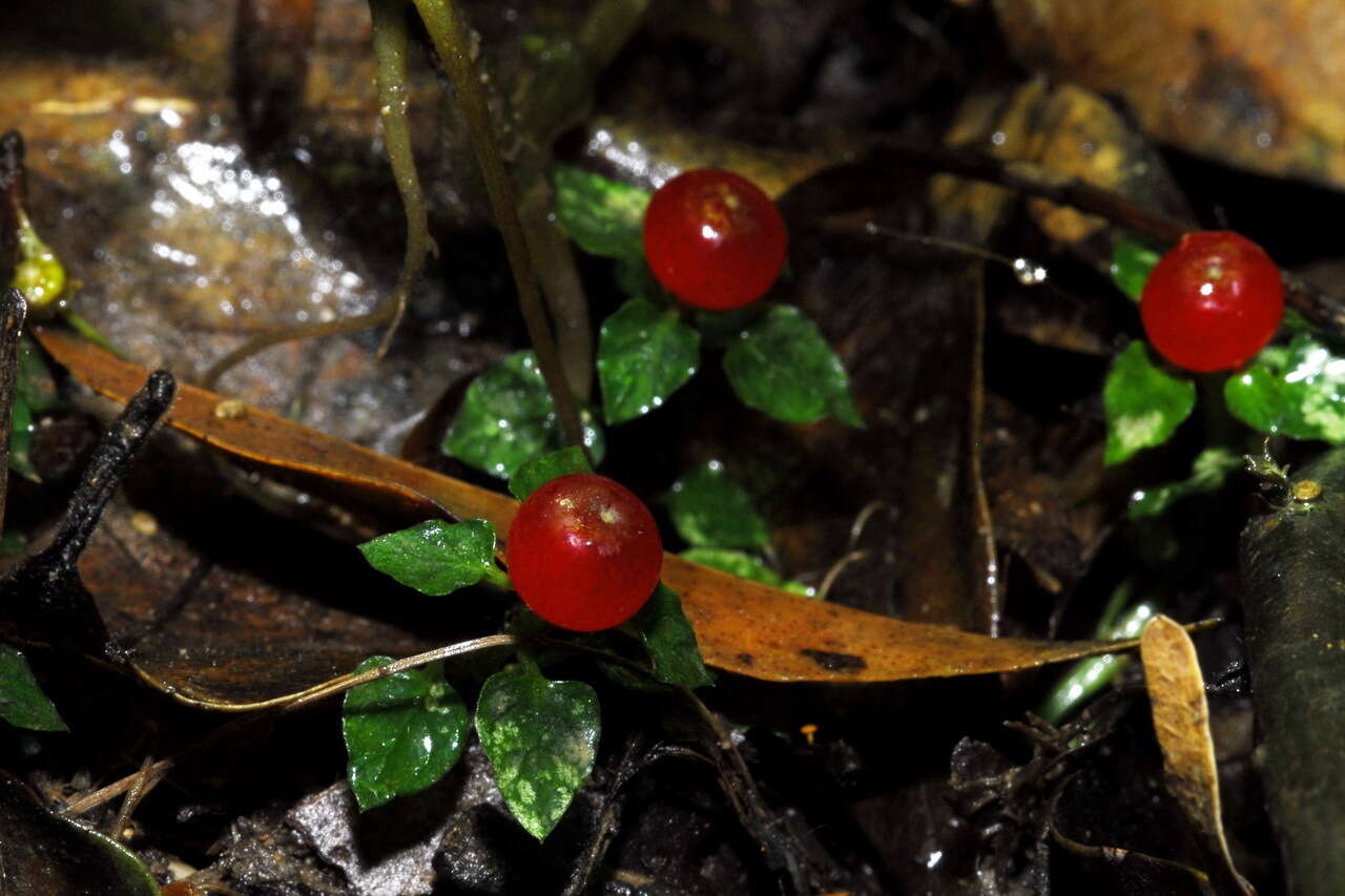 Imagem de Nertera granadensis var. granadensis