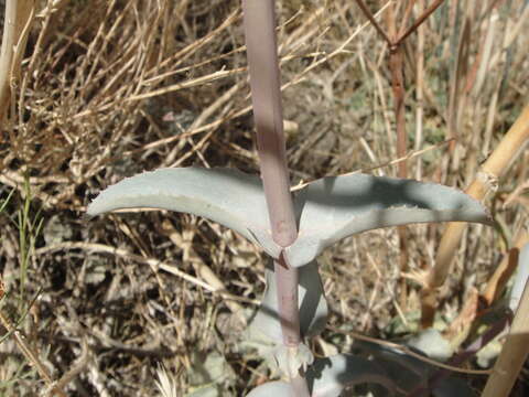 Image of Austin's beardtongue