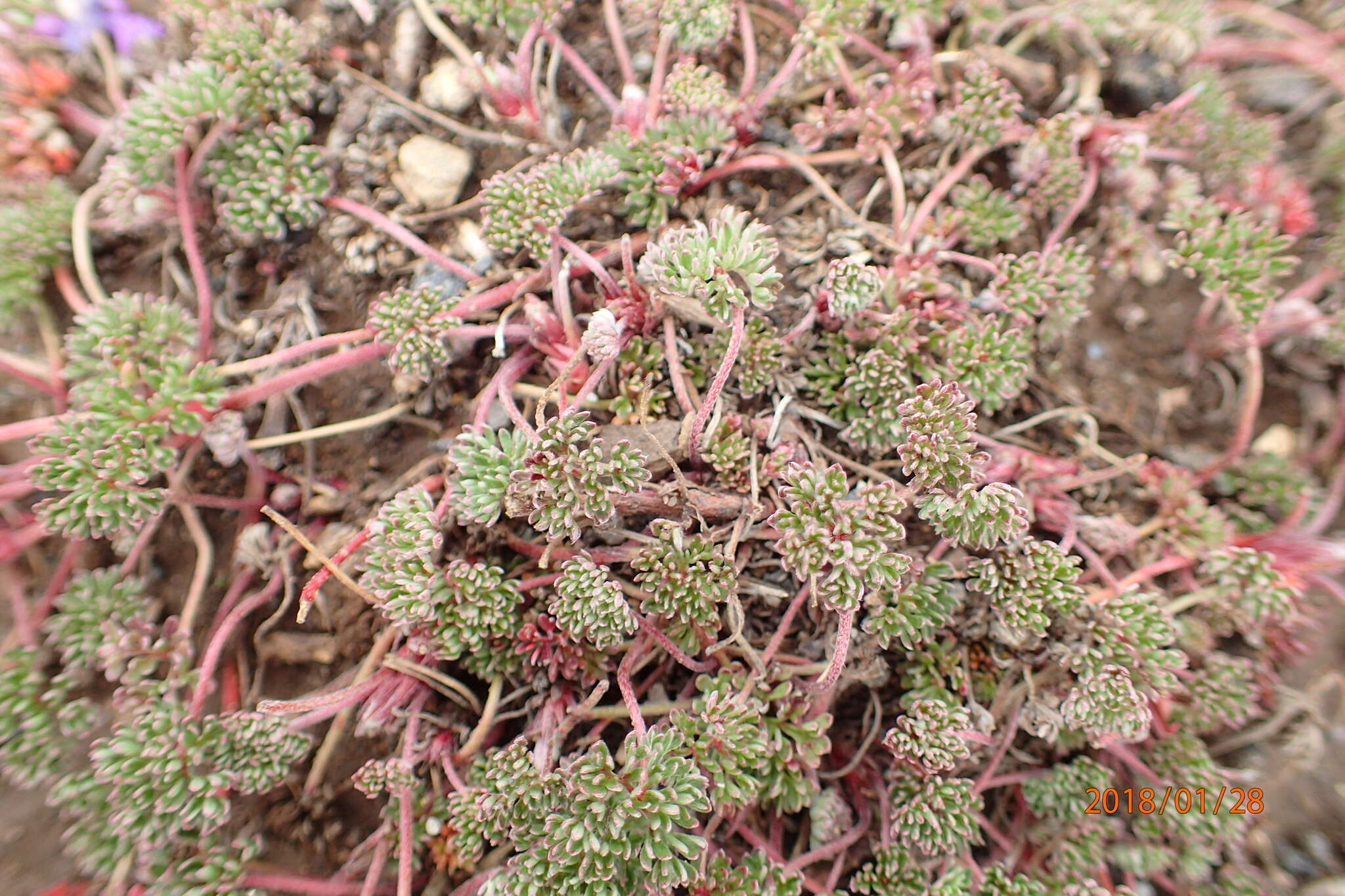 Image of Geranium multisectum N. E. Br.