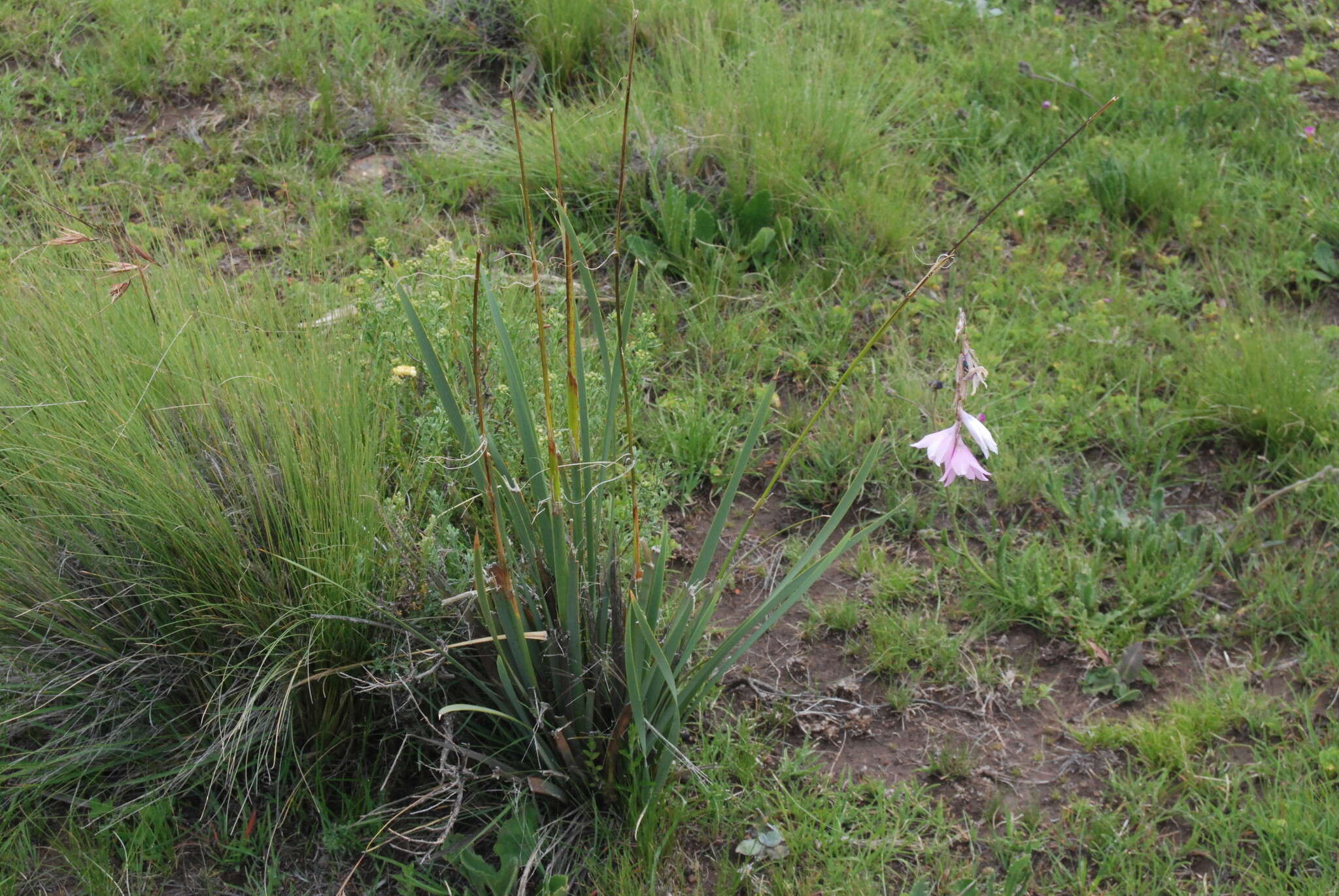 Imagem de Dierama robustum N. E. Br.