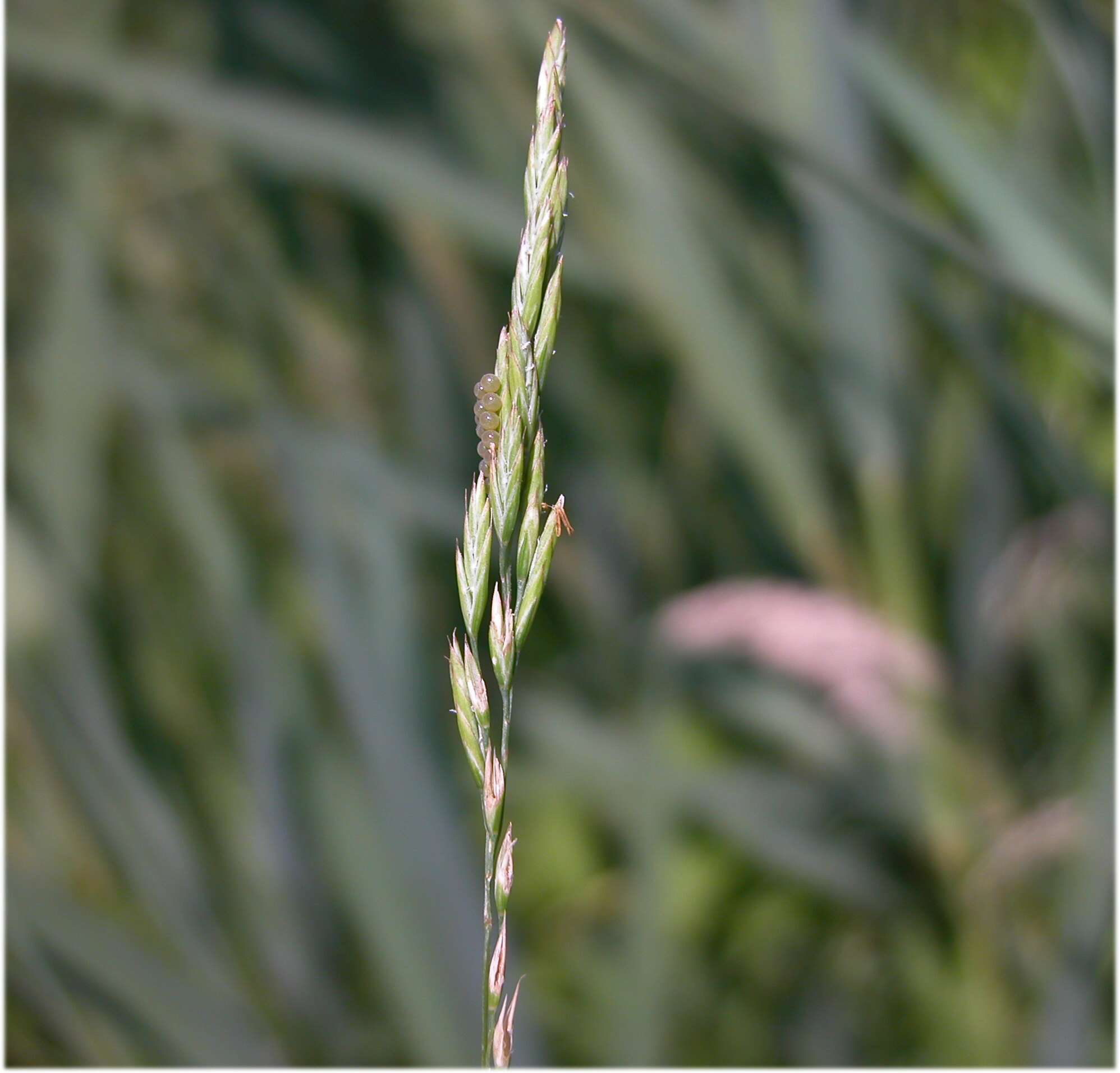 Image of red fescue