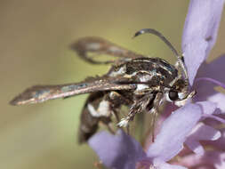 Image de Chamaesphecia bibioniformis Esper 1779