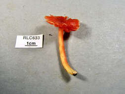 Sivun Hygrocybe occidentalis (Dennis) Pegler 1978 kuva