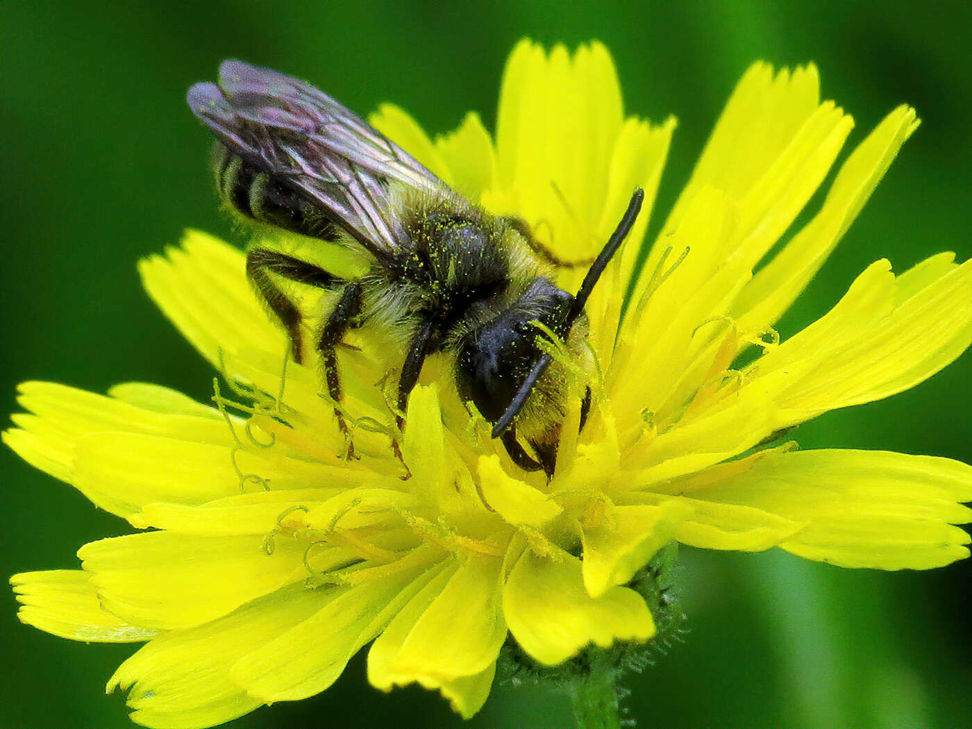 Image of Andrena denticulata (Kirby 1802)