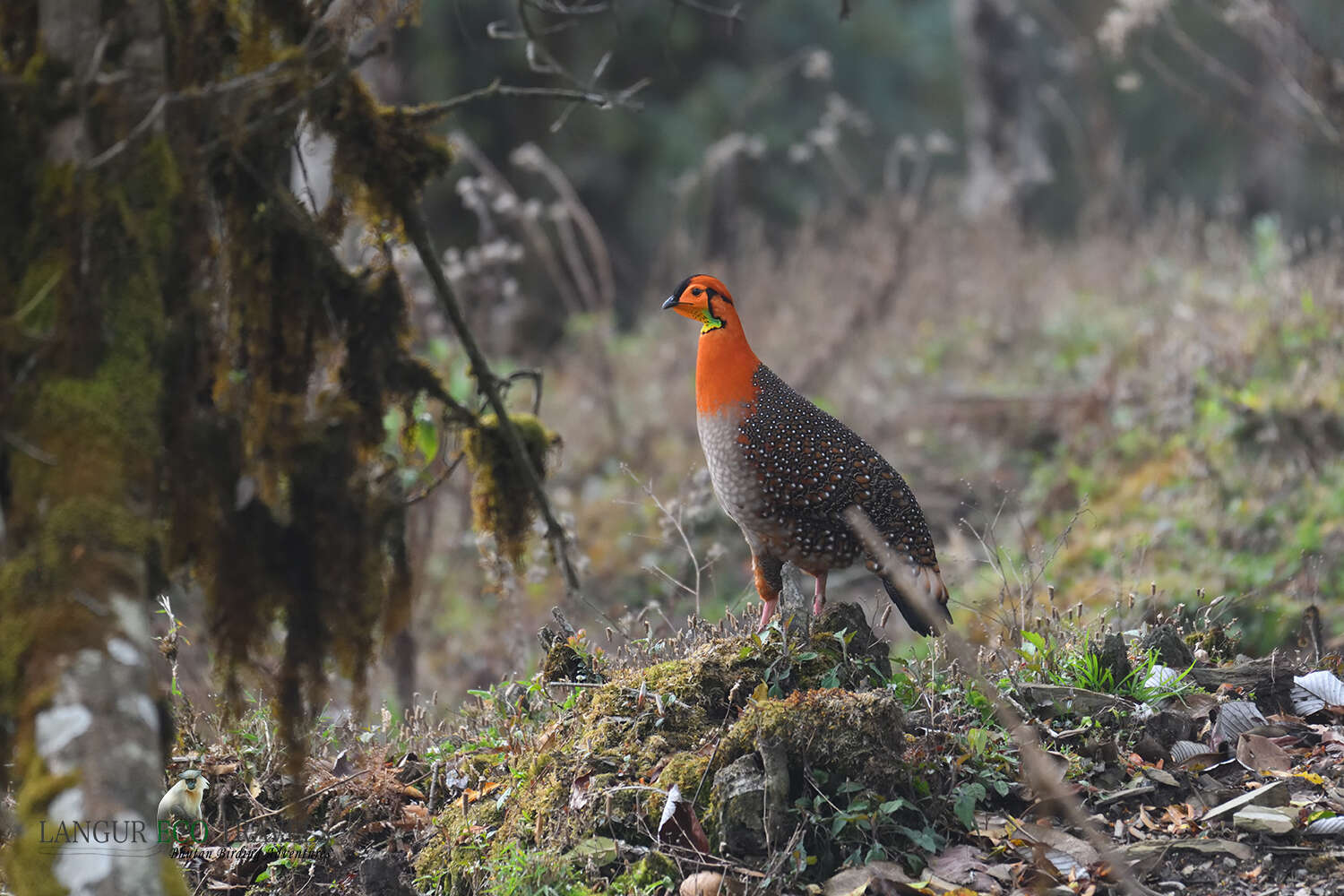 Image of Blyth's Tragopan