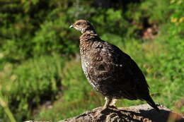 Imagem de Dendragapus fuliginosus (Ridgway 1873)