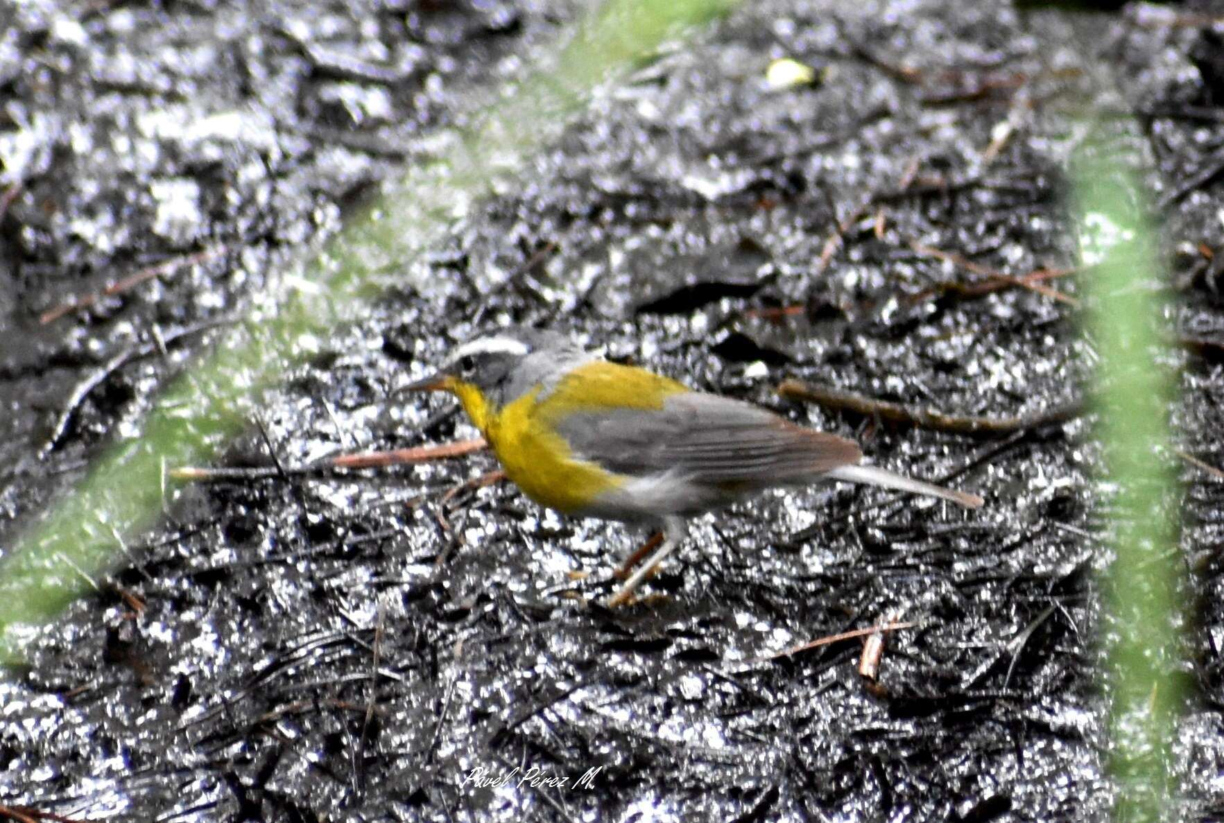 Image of Crescent-chested Warbler