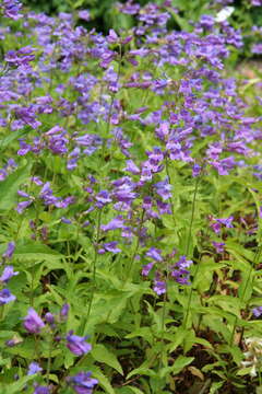 Image of serrulate penstemon