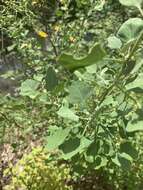 Chenopodium oahuense (Meyen) Aellen的图像